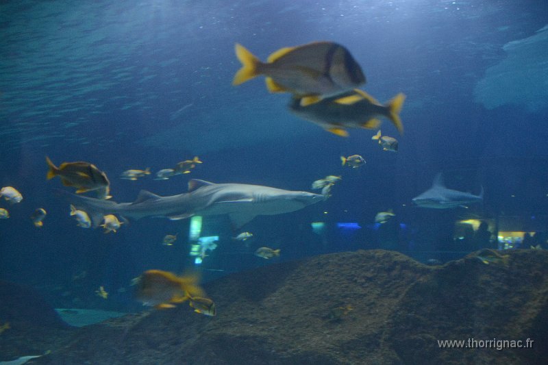 Marineland aout 2014 114.JPG - Marineland - Parc d'attractions aquatiques - Antibes - Août 2014